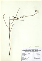 藏品(金午時花)的圖片